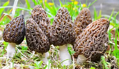 wild morel mushrooms.webp